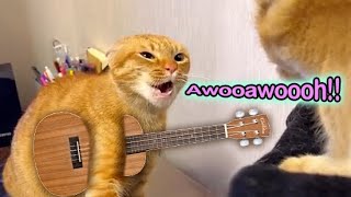 Awooawoooh! Cat Song - The Singing Cat Catchy Tune