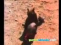 Ayı Domuzu Avlıyor (Bear Boar hunting)