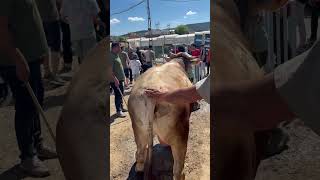 Karaca Besi Tartıya Giren Tosun