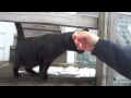 BLACK CATS ARE LUCKY! - 3.20.13