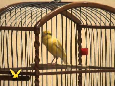 Конкурс канареек Конкурс канареек