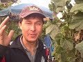 VEGETABLES