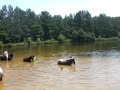 Swimming with the Ponies (EXTREMELY RAW)