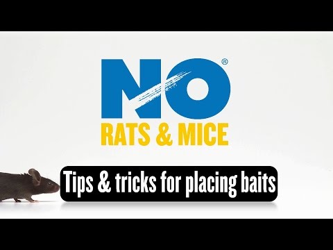 Video - Tips and Tricks for Getting Rid of Rats and Mice