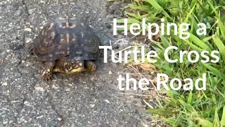 How to Help an Eastern Box Turtle Cross the Road | Wild Things Media Wild Rescues With the Vet