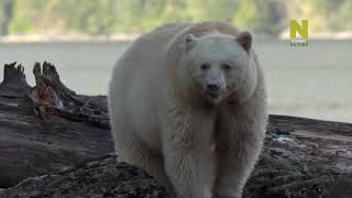 Как Выживают Медведи Документальный Фильм О Дикой Природе