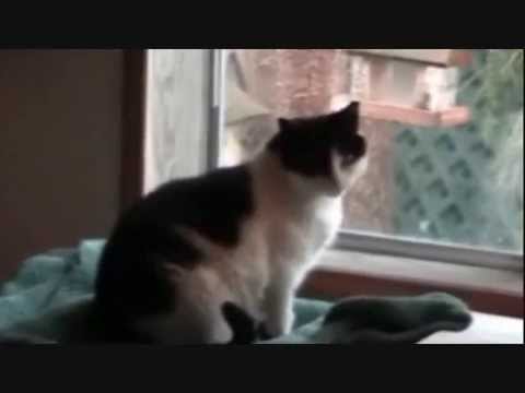 Petunia Cat's Story While She is Still with Us
