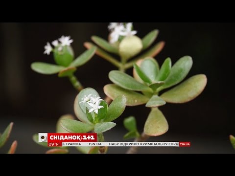 Как из куста смородины сделать дерево Как из куста смородины сделать дерево