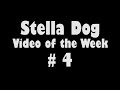 Cute German Shepherd Chow Chow Dog Tricks, beer!