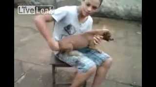 Hilarious Dog Chasing Its Tail