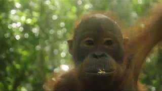 Funny Videos and Facts of Orangutan