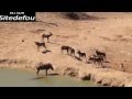 (Choc) Face au crocodile, ce phacochère n'avait aucune chance