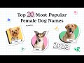 Top 20 Most Popular Female Dog Names of 2023