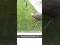 Man vs Turkey