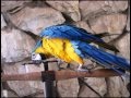 Детские песни Шаинского на иврите_часть1_попугай Жёра