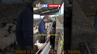 Why Sheep Are Separated By Size On The Farm