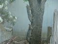Gray Fox Family