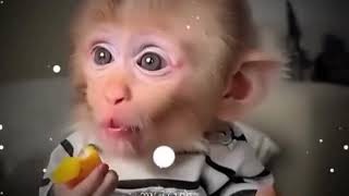 Cute Monkey Is Eating