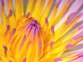 garden video