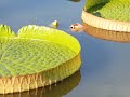 garden video