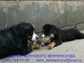 Лана и плюшевый мишка. Мальчику 