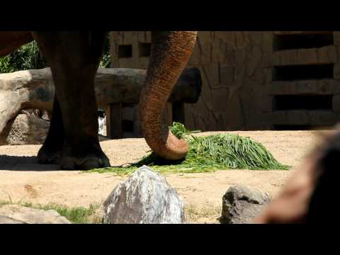 天王寺動物園　ゾウのおやつたいむ　（7／9，2011）