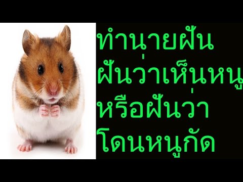 ฝันเห็นหนู หรือฝันว่าโดนหนูกัด (พร้อมเลขเด็ด)