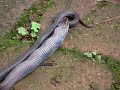 Giant Snake Eats Mini Crocodile images Giant Snake Eats Mini Crocodile