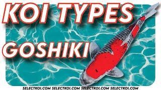 Koi Types GOSHIKI