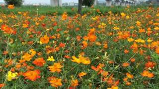 Watch Kathryn Williams Beautiful Cosmos video