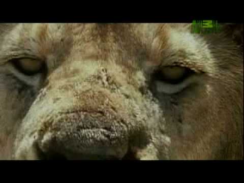 Lion Cannibal