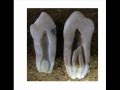 Primer premolar inferior