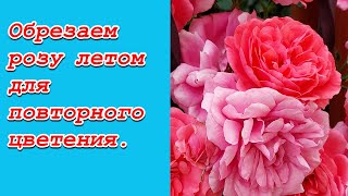 Как Обрезать Розу После Цветения Летом Для Пышного Цветения.