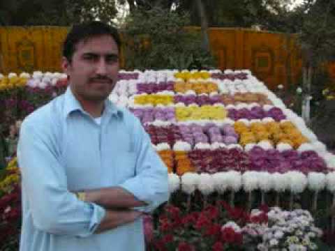 Moor Pashto Nazam M Israr Atal