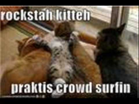 funny dogs and cats video. Funny cats, funny dogs, funny