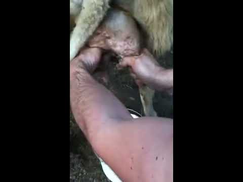Mysore Milk Dairy