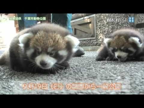 風太の赤ちゃん、9月19日に一般公開  lesser panda