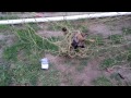 Baby fox completely tangled in football net