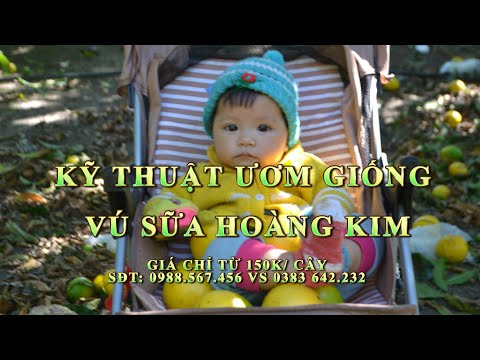 KỸ THUẬT ƯƠM GIỐNG VÚ SỮA HOÀNG KIM CÓ 1 KHÔNG 2