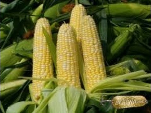 Оснастка карп карась своими руками Оснастка карп карась своими руками