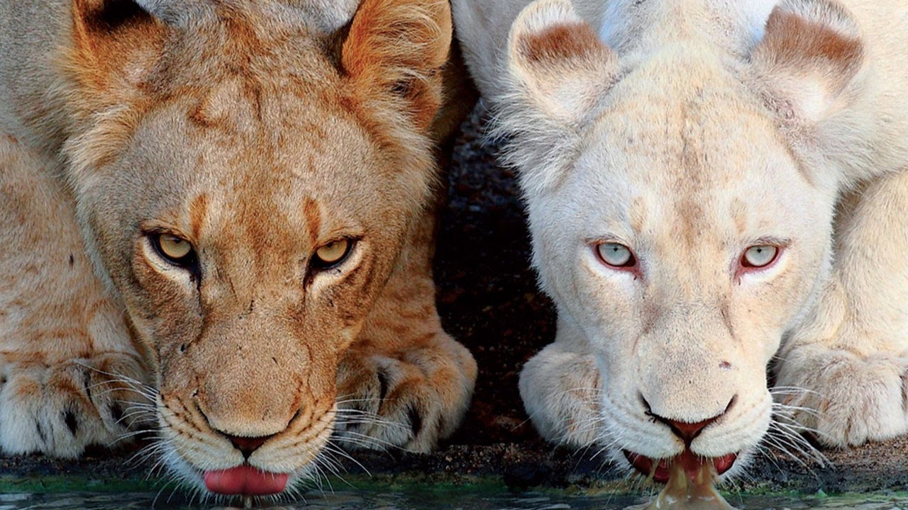 Bilder Von Der Seiser Alm