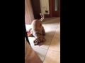 Video divertenti cane eccitato