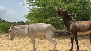 Donkey Courtship Mating Donkey Mating Meeting 1St Time