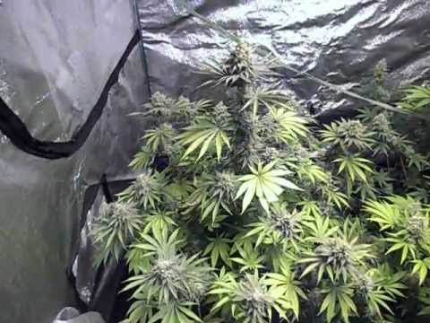 Blue Dream Seeds