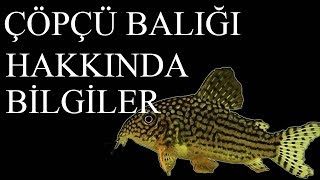 Çöpçü Balığı Hakkında Bilgiler Corydoras Alt Yazılı