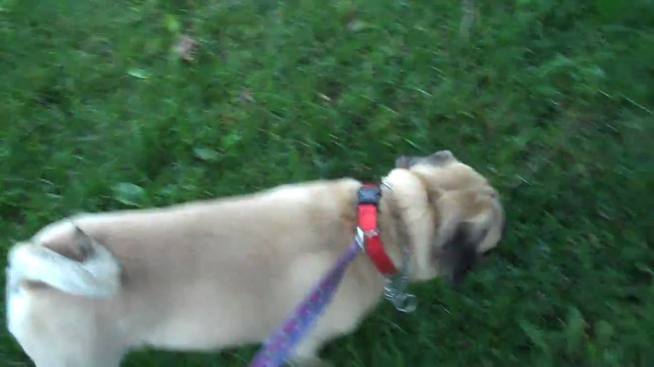 how to raise a pug how to raise a happy and healthy pug or puggle how to raise a pug how to raise a happy and healthy pug or puggle