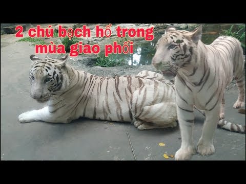 2 chú bạch hổ khổng lồ trong mùa giao phối.