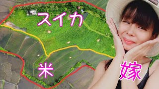 年下フィリピン妻と田んぼ半分にスイカ千株を植えたら大損した