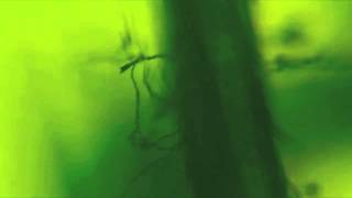 Watch Of Verona Centipede video