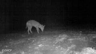 Camera trap catches a wolf eating an oral rabies vaccine | Science News